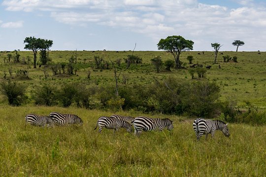 5 Days Wildebeest Migration Safari — photograph 4