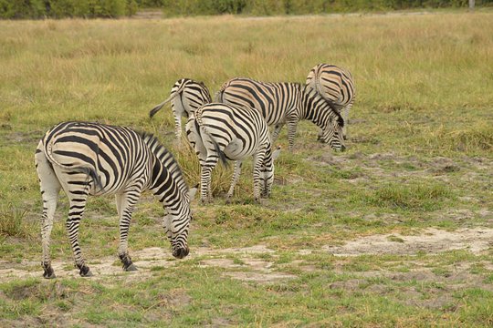 3 Day Okavango Delta — صورة 2