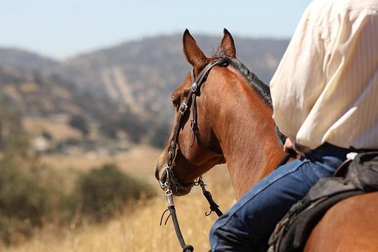 Horse Riding Agadir — photograph 5