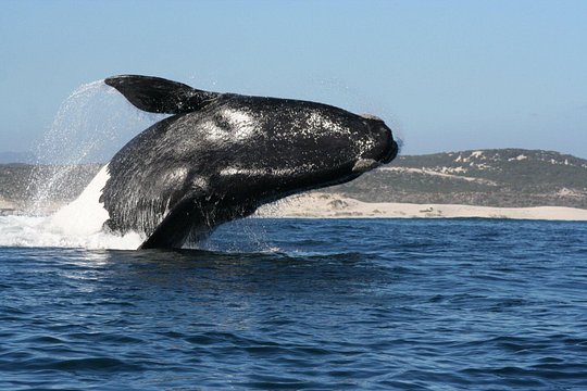 Whale Watching Hermanus: — photograph 2