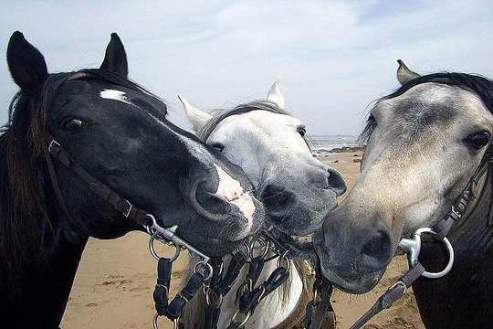 Horse Riding Agadir — photograph 3