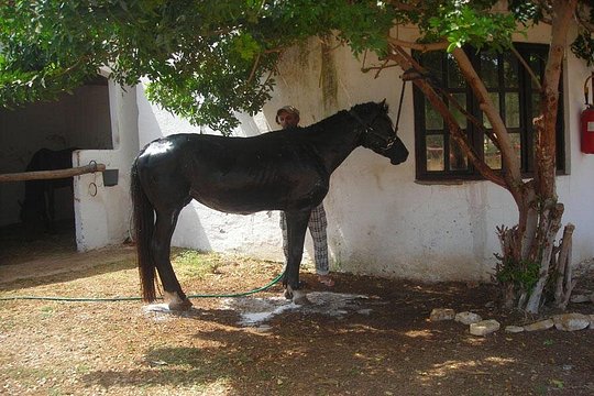 Horse Riding Agadir — photograph 5