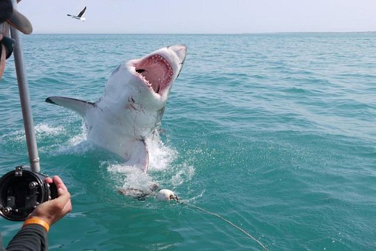 Shark Cage Diving — photograph 2
