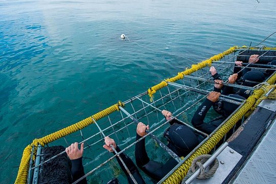 Shark Cage Diving — photograph 3