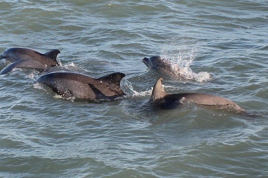 Sunset Dolphin Watch Cruise — photograph 5