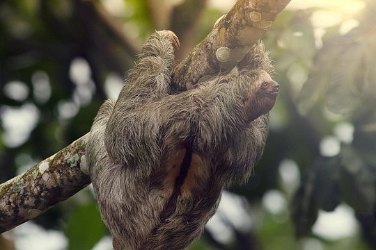 Sloth Sanctuary and Rafting class II & III Combo Tour — foto 2