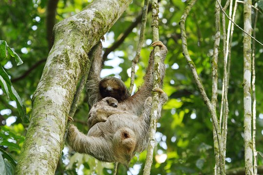 Sloth Sanctuary and Rafting class II & III Combo Tour — foto 5