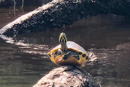 Self-Guided Kayaking: Real Florida Adventure — 사진 3
