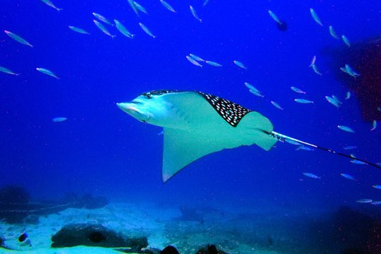 Diving in Cancun for Certified Divers | 2 Dives | All Inclusive — photograph 3