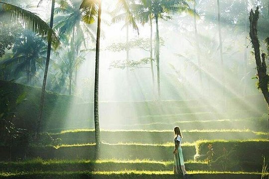 Full-day ubud private tour - monkey forest - waterfall - free wifi — billede 4