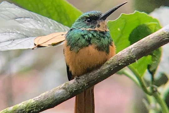 Birdwatching in Monteverde — billede 5