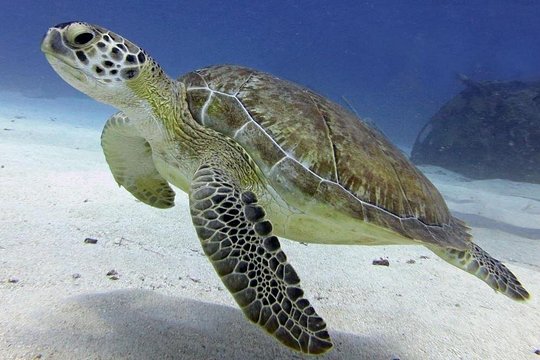 St Maarten Discover Scuba — foto 5