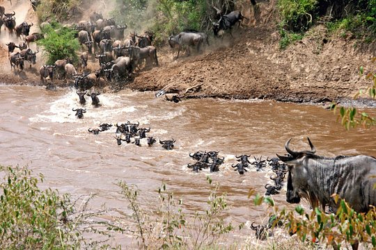 4 Days Private Migration Midrange Safari — photograph 2