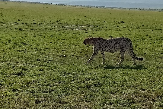 Wildlife safari & Conservation Projects — photograph 2