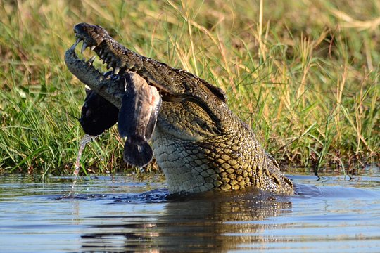 Chobe Day Trip — fotografia 3