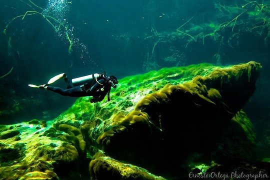 Amazing beginner dive in Tulum cenote (or refresher dive) — photograph 4