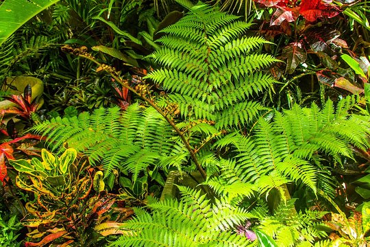 Barbados Botanical Tour — photograph 3