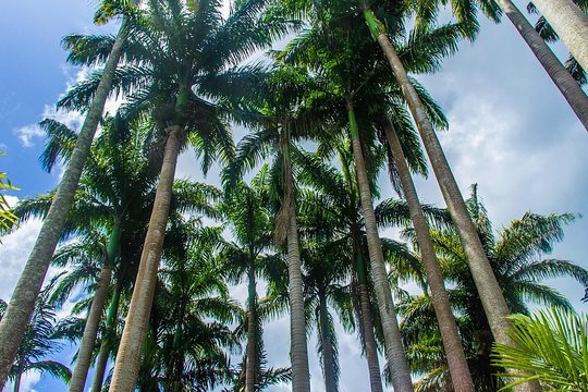 Barbados Botanical Tour — photograph 4