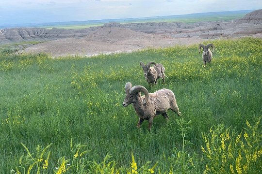 Premier Private Badlands Day Tour — photograph 3