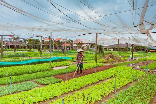 Oplev Tra Que Vegetable Gardens - Fuld dag — billede 3