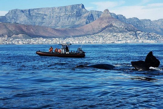 Ocean Safari — photograph 3