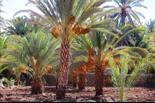 Day trip Ouarzazate Zagora — Foto 3