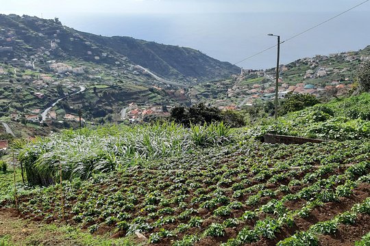 Madeira: Private Guided Levada do Norte Walk — photograph 5
