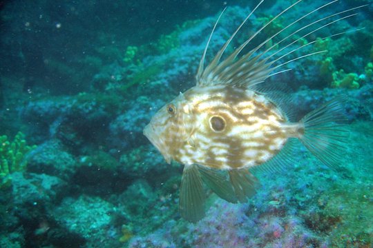 Diving day tour with 2 dives — photograph 4