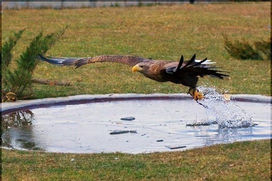 Visit to the Falcon Farm — photograph 4