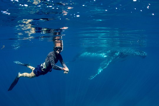 Humpback Whale Safari — Foto 2