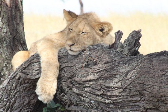 3 Days Luxury Safari — foto 2