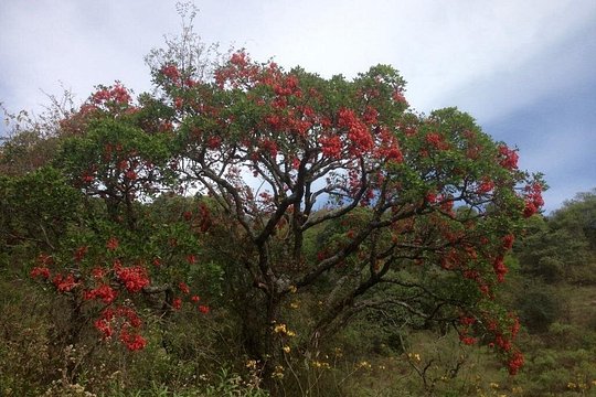 Cloud Forest hiking — foto 4