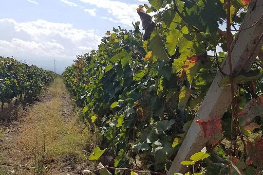 Wine tour to Kakheti — foto 2