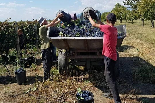 Wine tour to Kakheti — foto 3