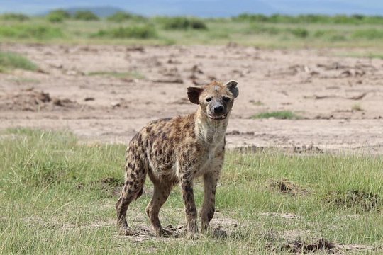 Big Cat Exclusive Safari — photograph 2