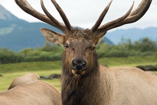 Alaska Wildlife Tour — photograph 4