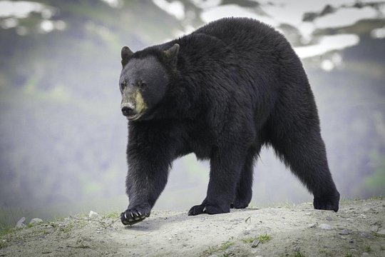 Alaska Wildlife Tour — photograph 5