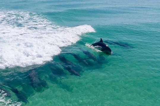 Destin Dolphin Cruise — photograph 2
