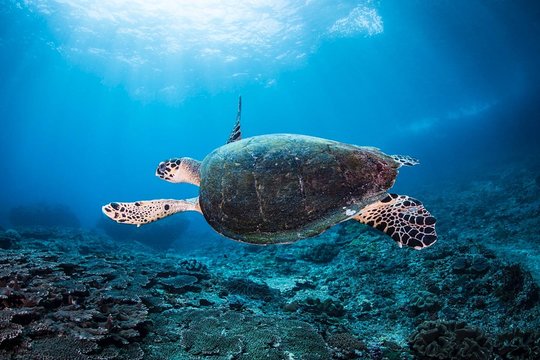 Open Water + Advanced Course - Premium Certifications Package in Nusa Lembongan — photograph 5