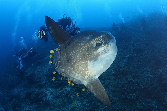 Open Water + Advanced Course - Premium Certifications Package in Nusa Lembongan — photograph 4