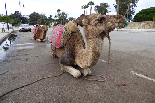 Private Tangier in 1 day — photograph 5