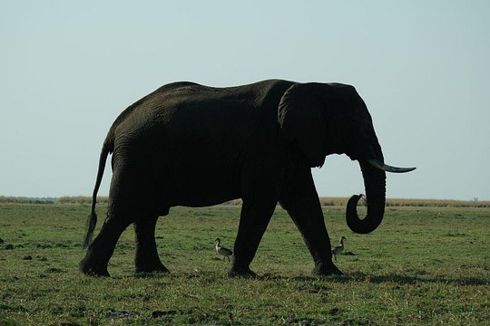 10 Day Elephant Tracking Botswana — photograph 2