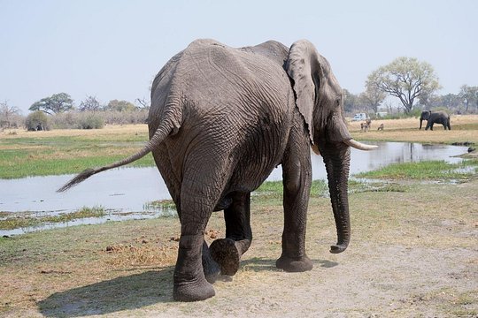 10 Day Elephant Tracking Botswana — photograph 5