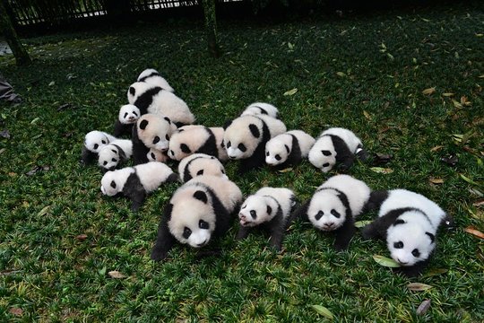 Private Chengdu Highlights Day Trip: Panda Base and City from Xi'an by Train — photograph 3
