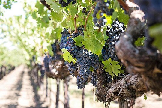 Etna trekking and wine tasting — photograph 4