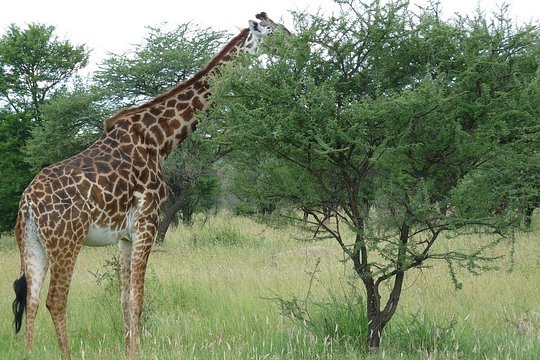 3 Days Lodge Safari — photograph 5