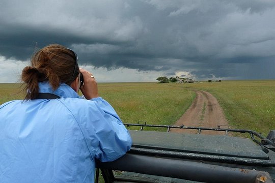 Serengeti gnu migration. — billede 3