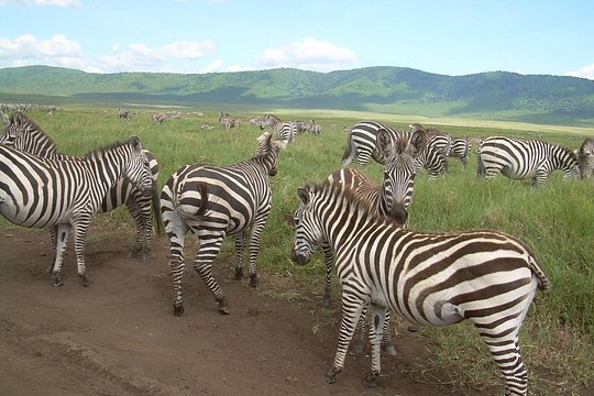 Serengeti gnu migration. — billede 5