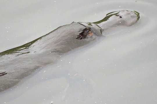 Byron Bay Platypus Walk — photograph 3