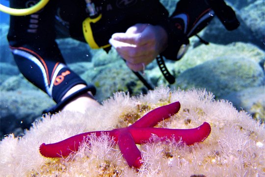 Private Scuba Diving Experience in Mandraki — photograph 4